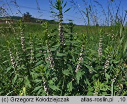 Leonurus cardiaca (serdecznik pospolity)