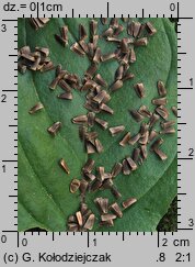 Leonurus cardiaca (serdecznik pospolity)