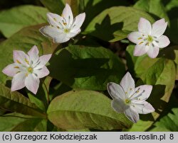 Trientalis europaea (siódmaczek leśny)