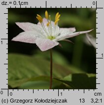 Trientalis europaea (siódmaczek leśny)