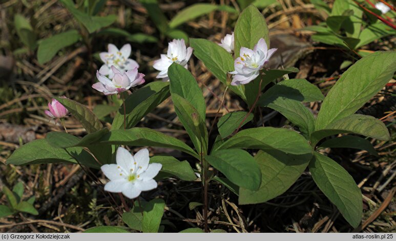 Trientalis europaea (siódmaczek leśny)