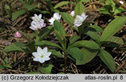 Trientalis europaea (siódmaczek leśny)