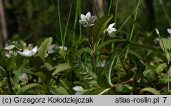 Trientalis europaea (siódmaczek leśny)