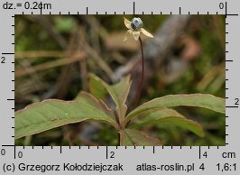 Trientalis europaea (siódmaczek leśny)