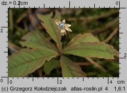 Trientalis europaea (siódmaczek leśny)