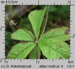 Trientalis europaea (siódmaczek leśny)