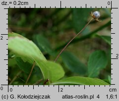 Trientalis europaea (siódmaczek leśny)