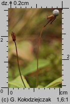 Trientalis europaea (siódmaczek leśny)