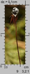 Trientalis europaea (siódmaczek leśny)