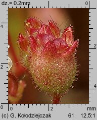 Saxifraga tridactylites (skalnica trójpalczasta)