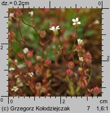 Saxifraga tridactylites (skalnica trójpalczasta)