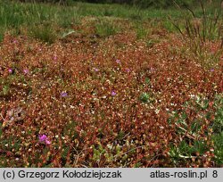 Saxifraga tridactylites (skalnica trójpalczasta)