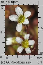 Saxifraga tridactylites (skalnica trójpalczasta)