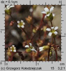 Saxifraga tridactylites (skalnica trójpalczasta)