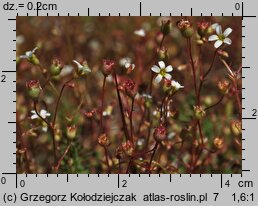 Saxifraga tridactylites (skalnica trójpalczasta)