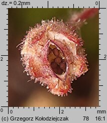 Saxifraga tridactylites (skalnica trójpalczasta)