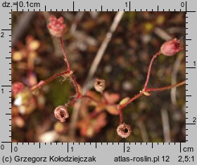 Saxifraga tridactylites (skalnica trójpalczasta)