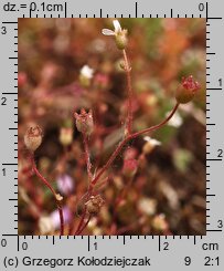 Saxifraga tridactylites (skalnica trójpalczasta)