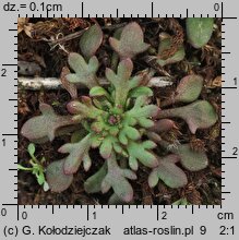 Saxifraga tridactylites (skalnica trójpalczasta)