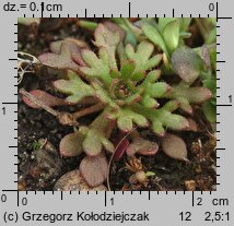 Saxifraga tridactylites (skalnica trójpalczasta)