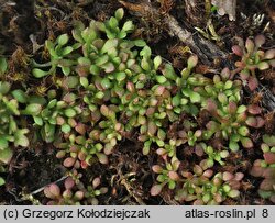 Saxifraga tridactylites (skalnica trójpalczasta)