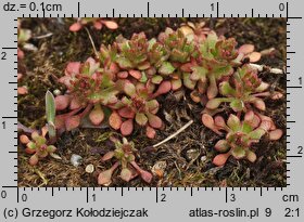 Saxifraga tridactylites (skalnica trójpalczasta)