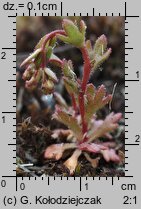 Saxifraga tridactylites (skalnica trójpalczasta)