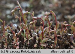 Saxifraga tridactylites (skalnica trójpalczasta)