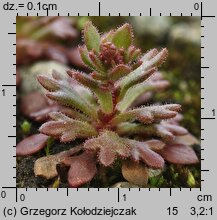 Saxifraga tridactylites (skalnica trójpalczasta)