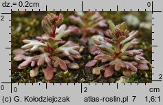 Saxifraga tridactylites (skalnica trójpalczasta)