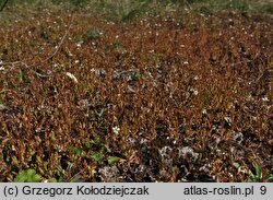 Saxifraga tridactylites (skalnica trójpalczasta)