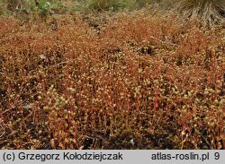 Saxifraga tridactylites (skalnica trójpalczasta)