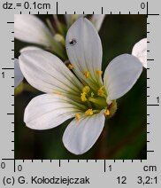 Saxifraga granulata (skalnica ziarenkowata)