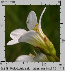 Saxifraga granulata (skalnica ziarenkowata)