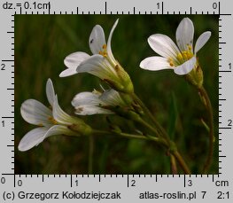 Saxifraga granulata (skalnica ziarenkowata)