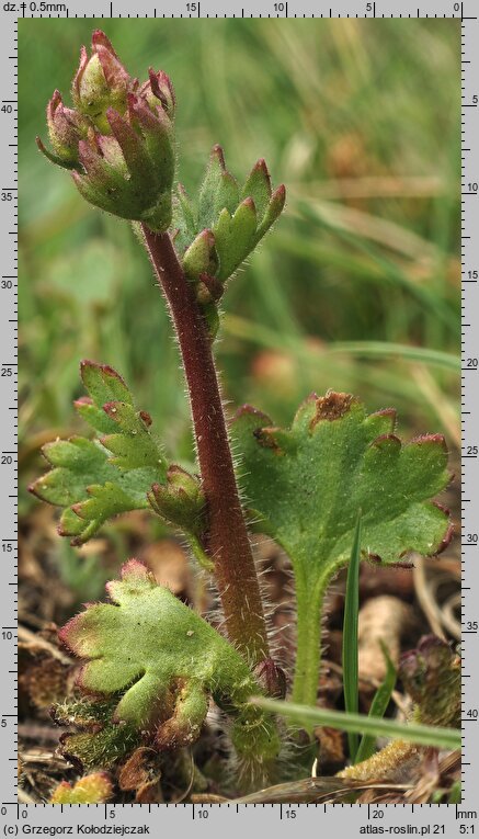 Saxifraga granulata (skalnica ziarenkowata)