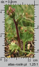 Saxifraga granulata (skalnica ziarenkowata)