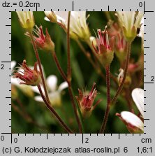 Saxifraga granulata (skalnica ziarenkowata)