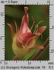 Saxifraga granulata (skalnica ziarenkowata)