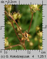 Saxifraga granulata (skalnica ziarenkowata)