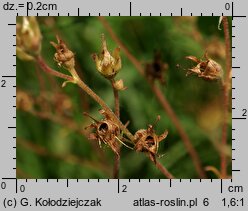 Saxifraga granulata (skalnica ziarenkowata)