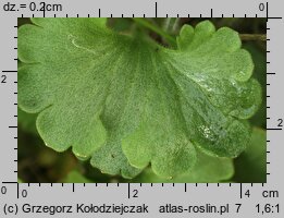 Saxifraga granulata (skalnica ziarenkowata)