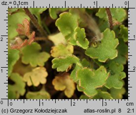 Saxifraga granulata (skalnica ziarenkowata)