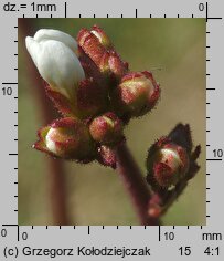 Saxifraga granulata (skalnica ziarenkowata)