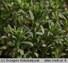 Alyssum alyssoides (smagliczka kielichowata)