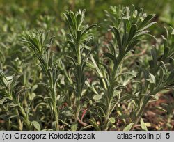 Alyssum alyssoides (smagliczka kielichowata)