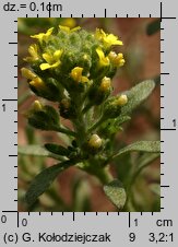 Alyssum alyssoides (smagliczka kielichowata)