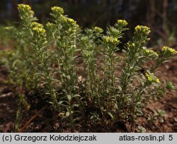 Alyssum alyssoides (smagliczka kielichowata)