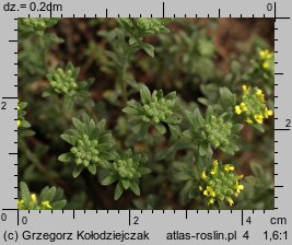 Alyssum alyssoides (smagliczka kielichowata)