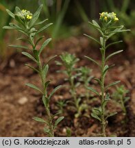 Alyssum alyssoides (smagliczka kielichowata)